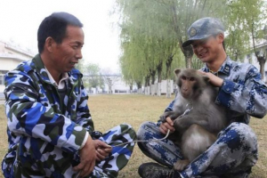 Małpy pomagają china siłom powietrzni w walce z ptakami Małpy pomagają china siłom powietrzni w walce z ptakami